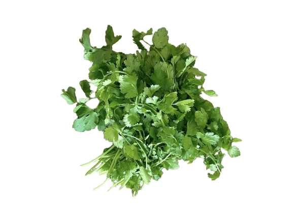 Cilantro
