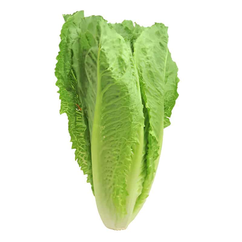 Romaine Lettuce