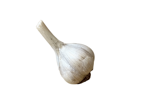 Local Organic Garlic Bulb