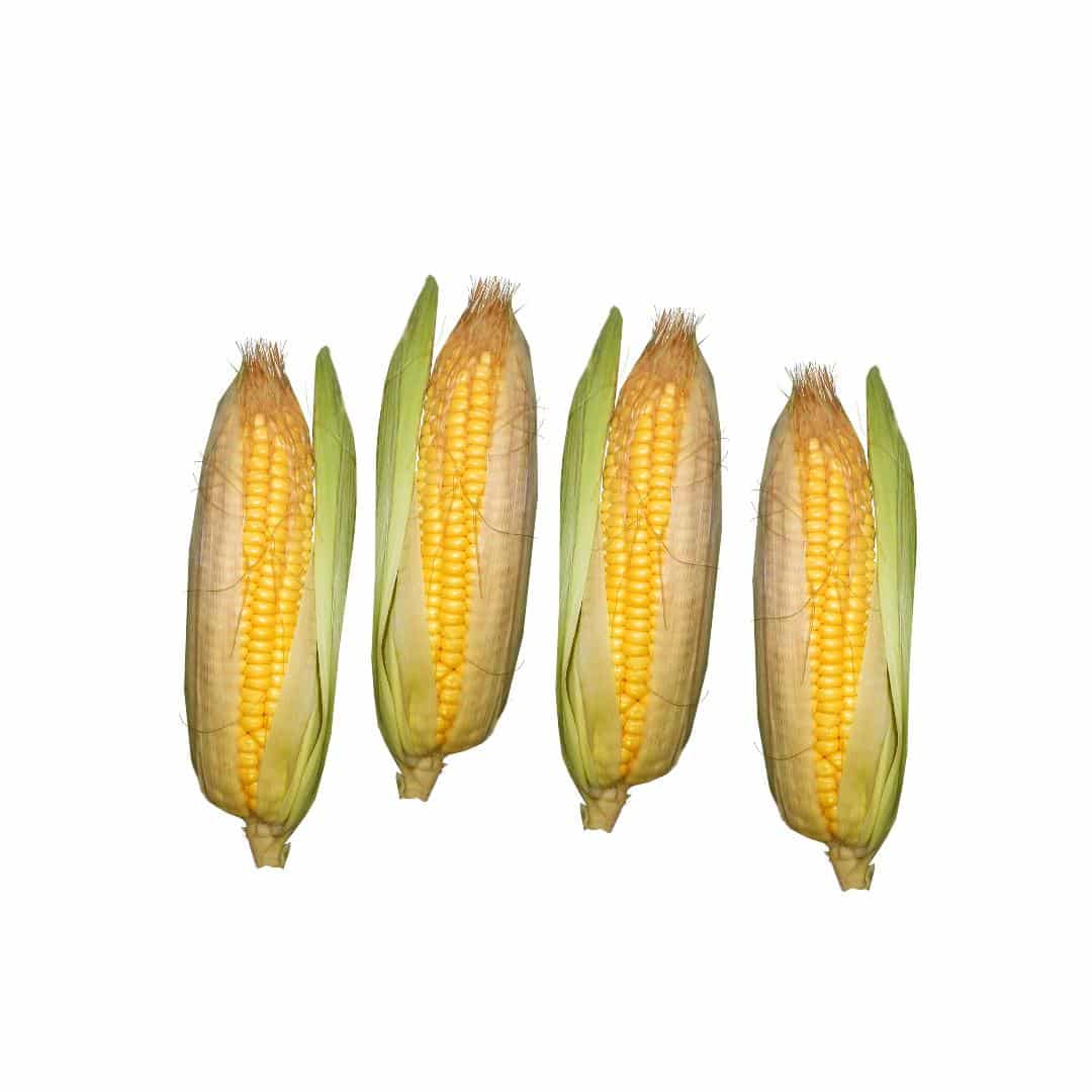 Local Sweet Corn, 4-Pack