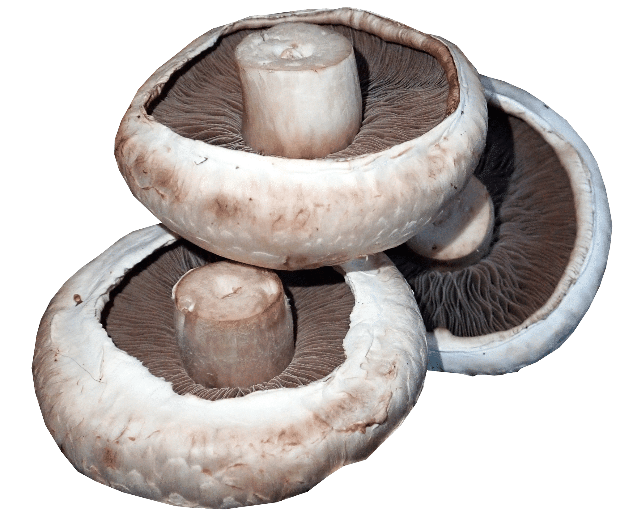 Button Mushrooms