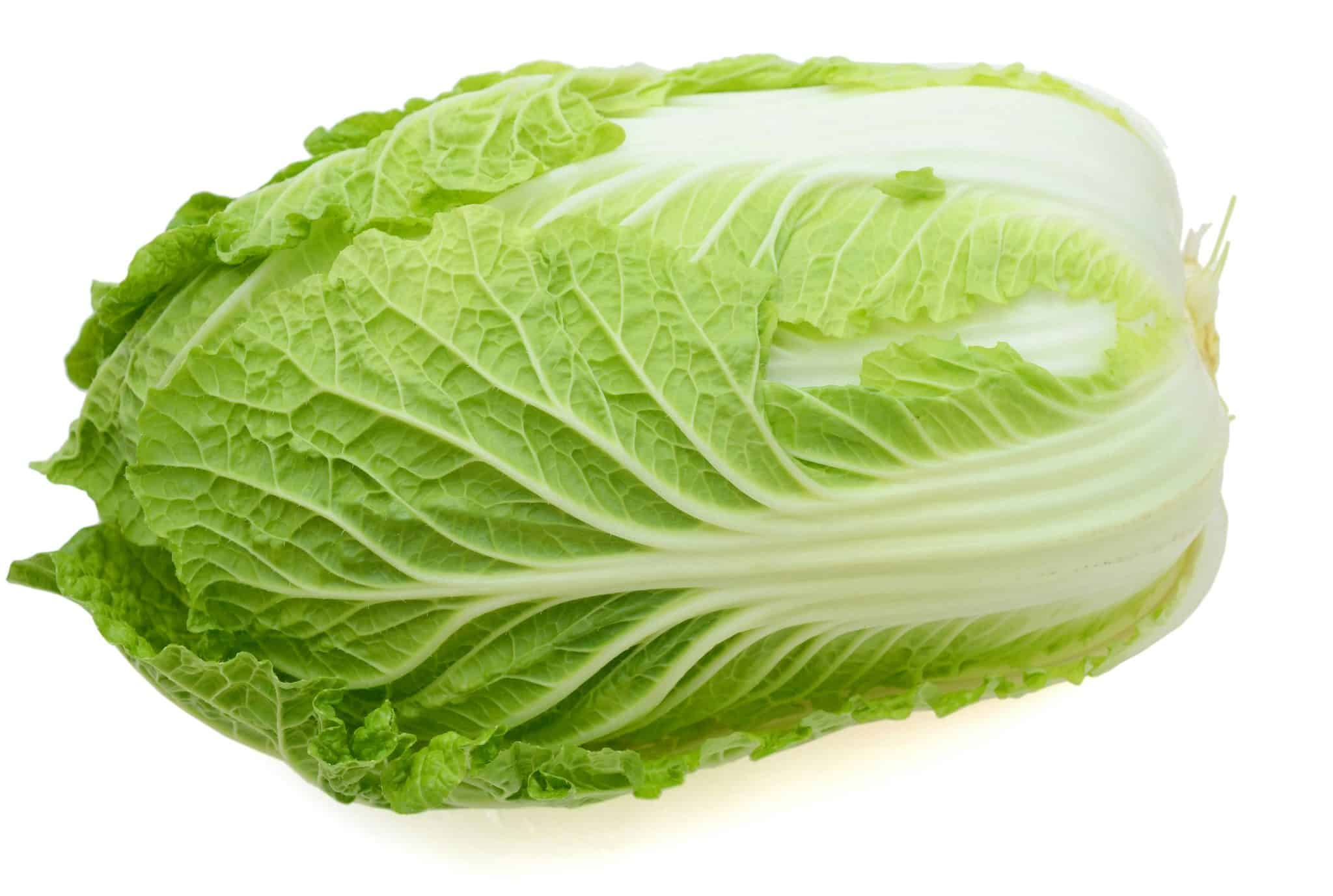 Chinese Napa Cabbage