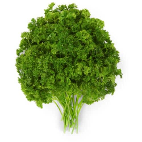Fresh Curly Parsley