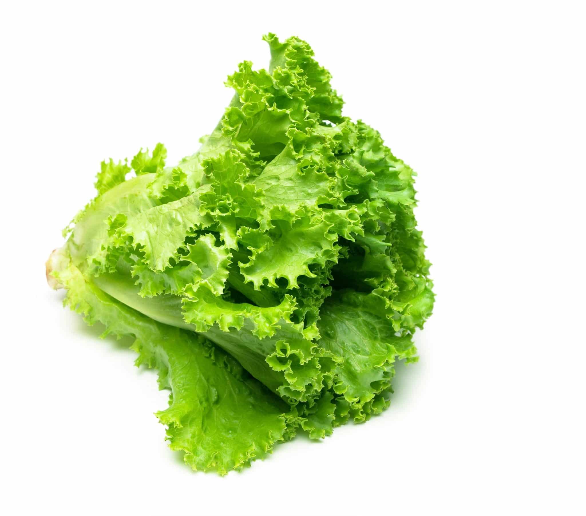 Green Leaf Lettuce