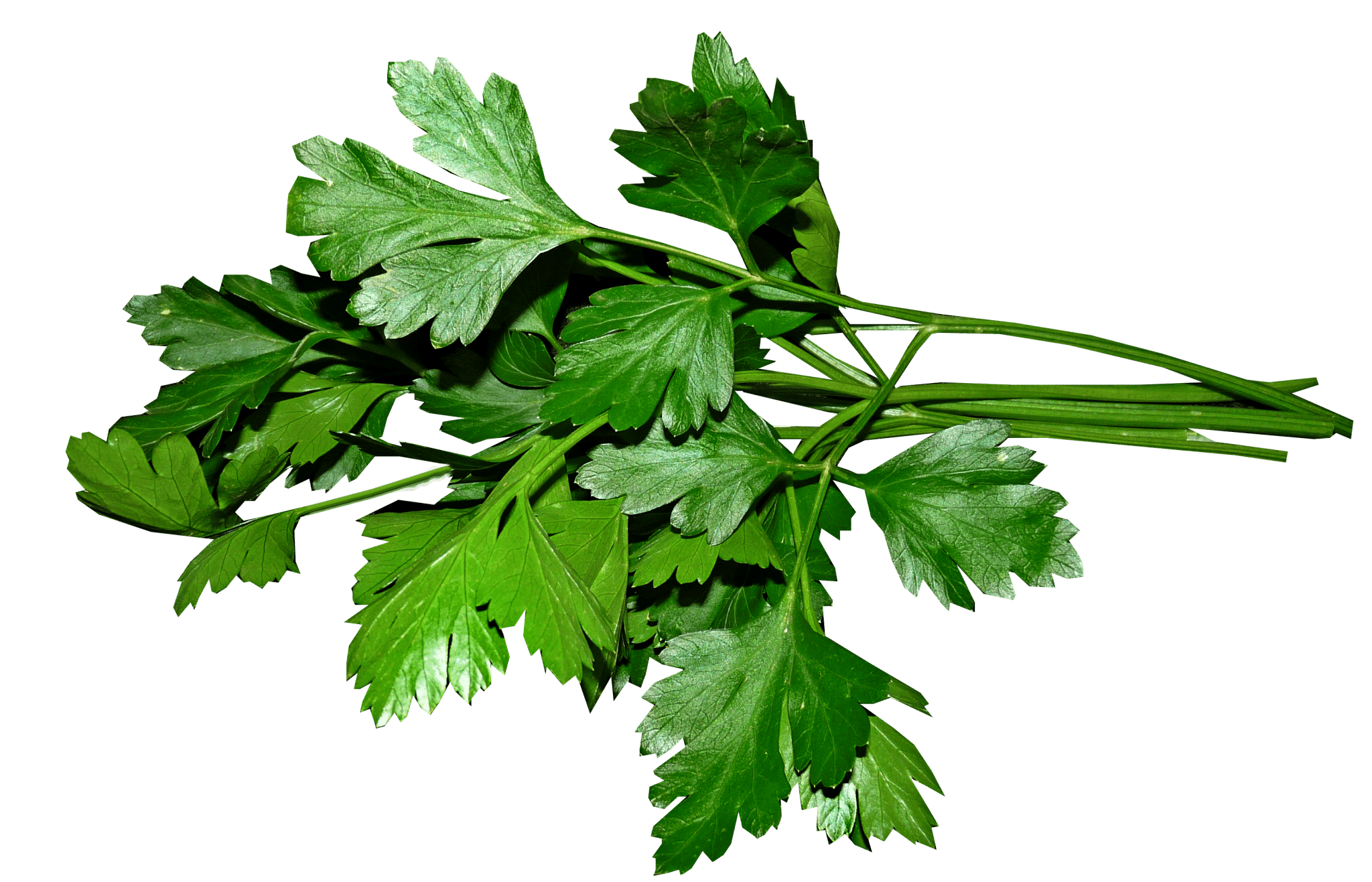 Italian Parsley