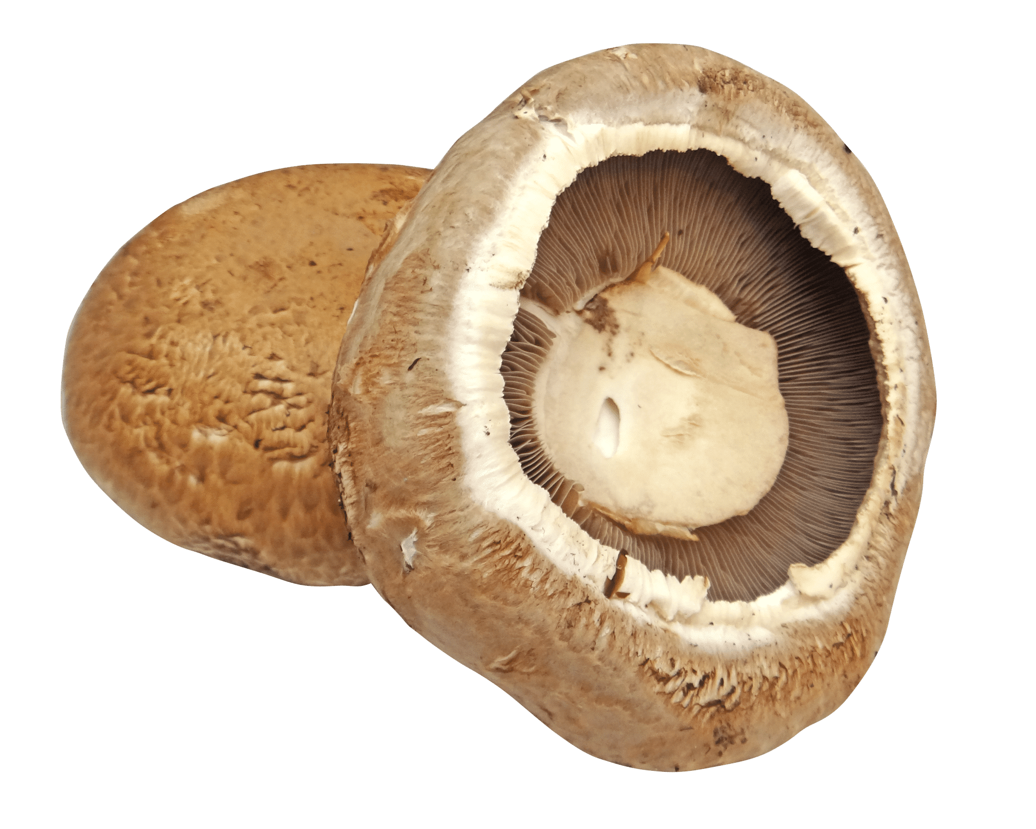 Portabella Mushrooms