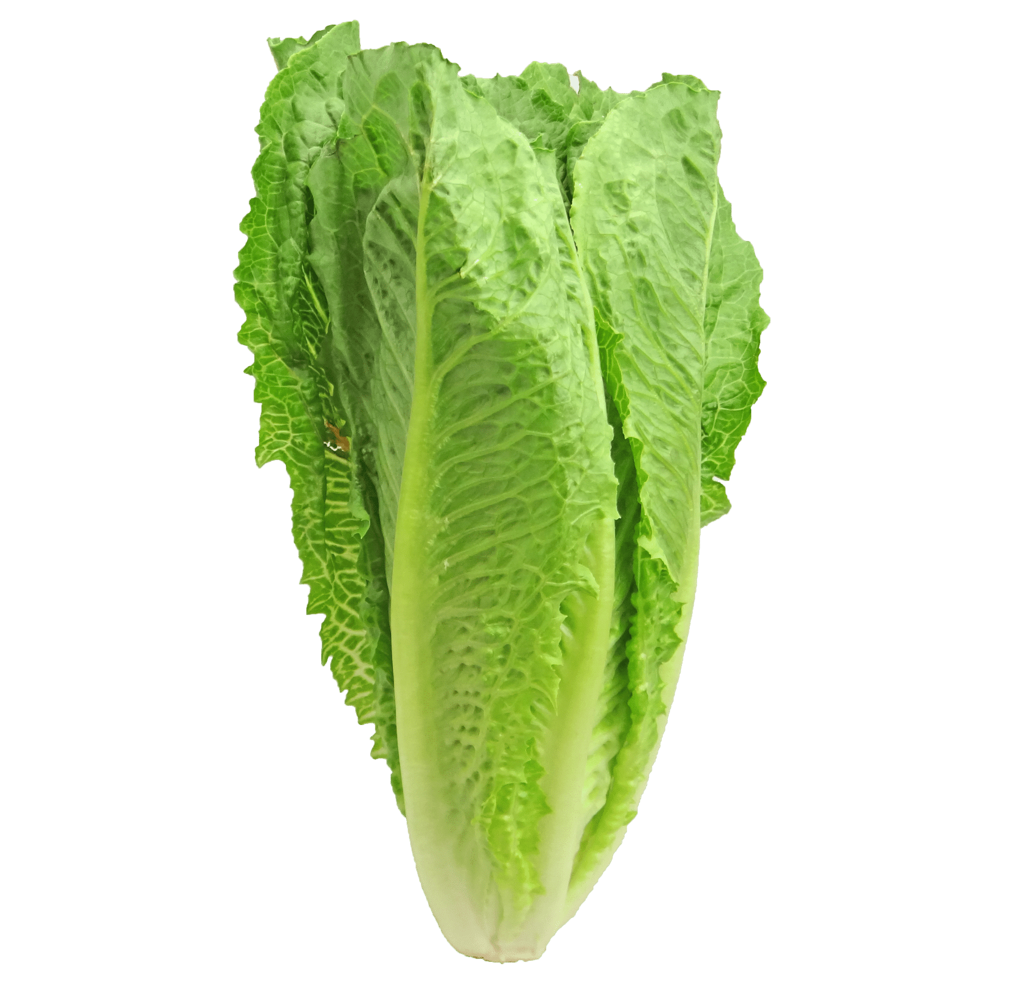 Romaine/Cos Lettuce