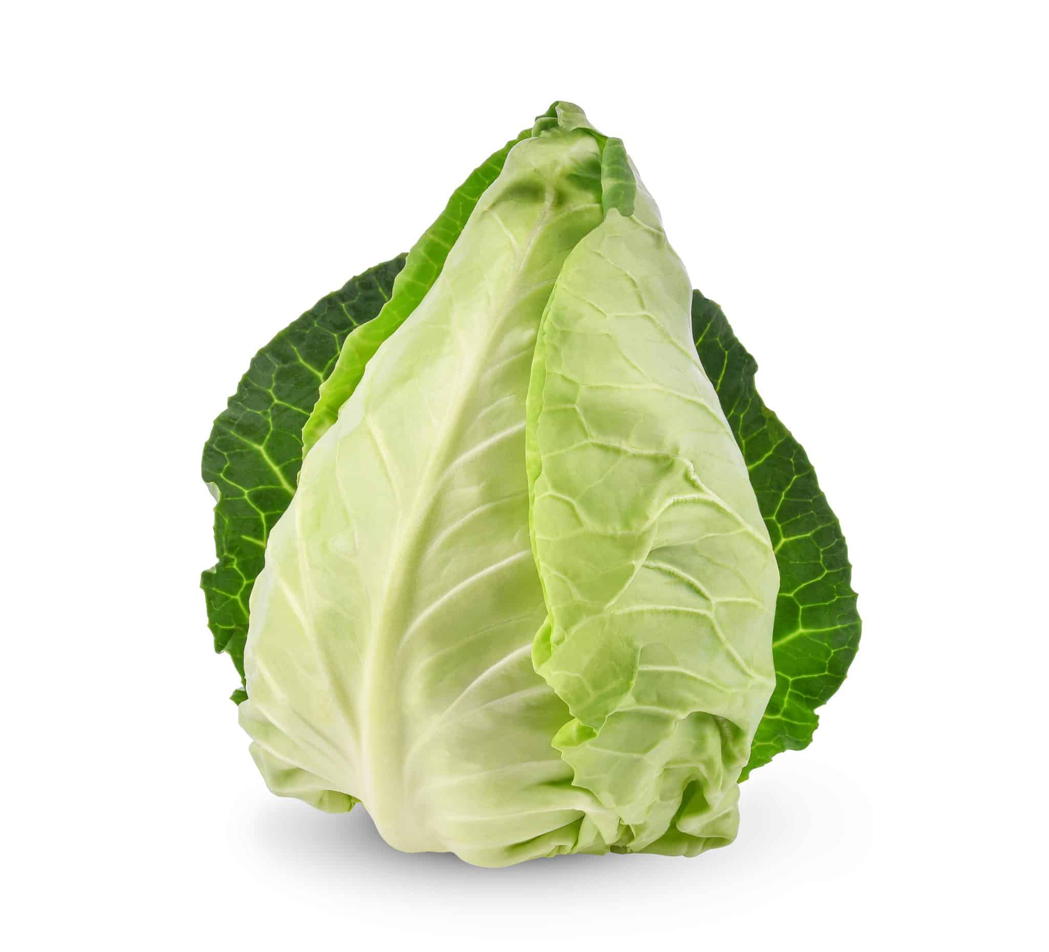 Summer Cabbage